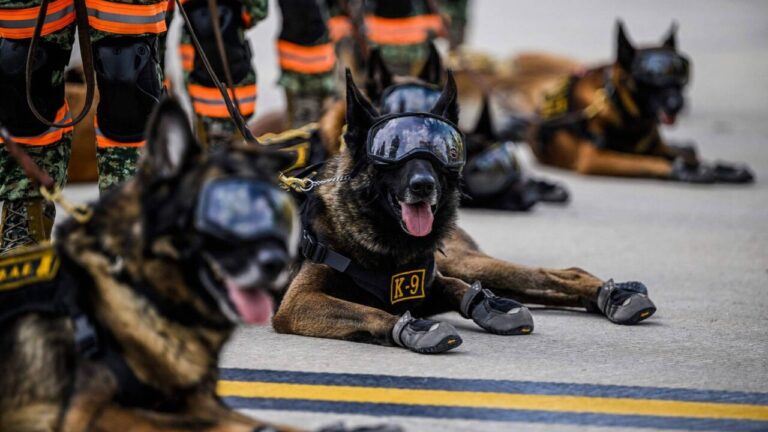 Startup capta US$ 200 milhões para clonar cães militares nos EUA