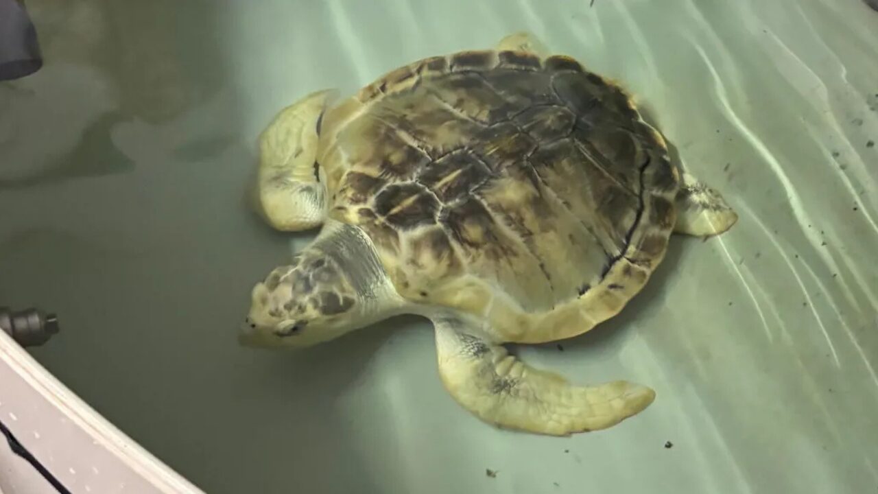 Tartaruga marinha rara resgatada no País de Gales retorna ao Golfo do México após quase três anos