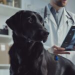 Tosse, cansaço e falta de ar sinais silenciosos de problemas no coração dos cães