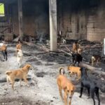 Tragédia_ incêndio deixa gatos mortos e ameaça 100 animais mantidos em galpão