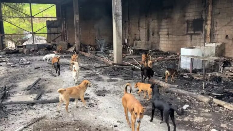 Tragédia_ incêndio deixa gatos mortos e ameaça 100 animais mantidos em galpão