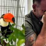 Tucano resgatado do tráfico passa por reconstrução de bico e volta a comer sozinho em SP