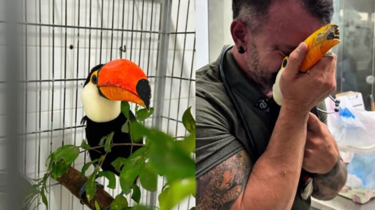 Tucano resgatado do tráfico passa por reconstrução de bico e volta a comer sozinho em SP