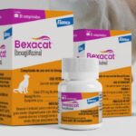 Uma nova era para o tratamento do diabetes mellitus felino