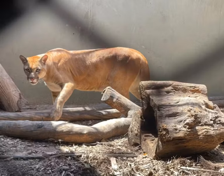 Unidade do Ibama no Rio de Janeiro é interditada por surto de tuberculose