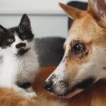 Unleashed by Purina impulsiona pet techs brasileiras e abre inscrições para novas startups