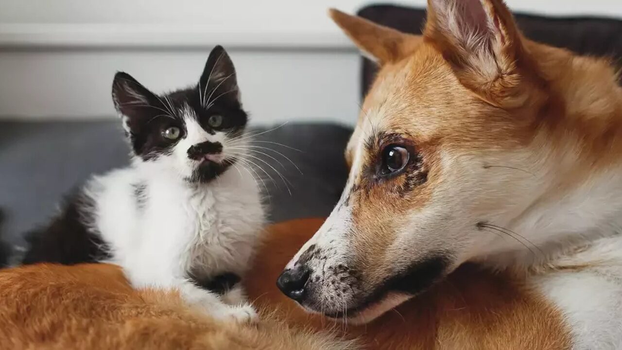 Unleashed by Purina impulsiona pet techs brasileiras e abre inscrições para novas startups