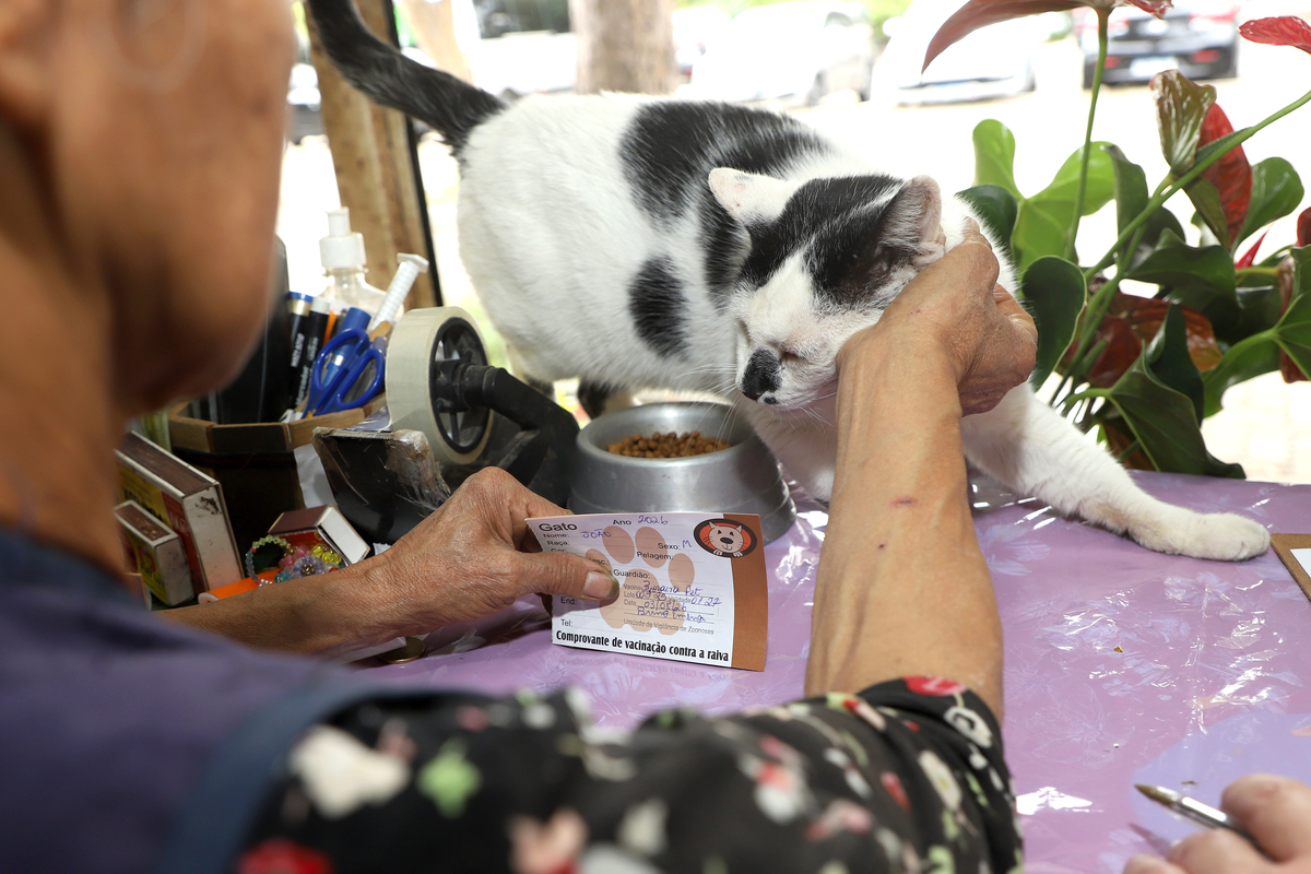 Campinas intensifica vacinação de gatos após confirmação de caso de raiva em felino