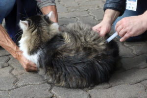 Gato sendo vacinado em Campinas