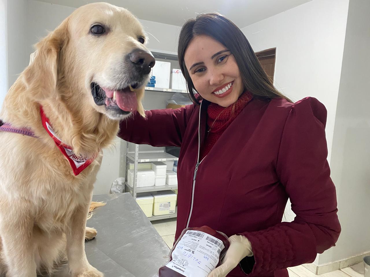 Hemocentro de cães e gatos convive com a falta de doação de sangue