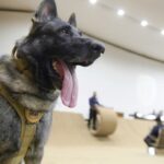 Veterinária atacada por cão no Senado segue internada em estado grave no DF