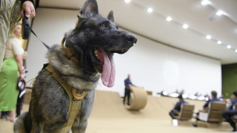 Veterinária atacada por cão no Senado segue internada em estado grave no DF