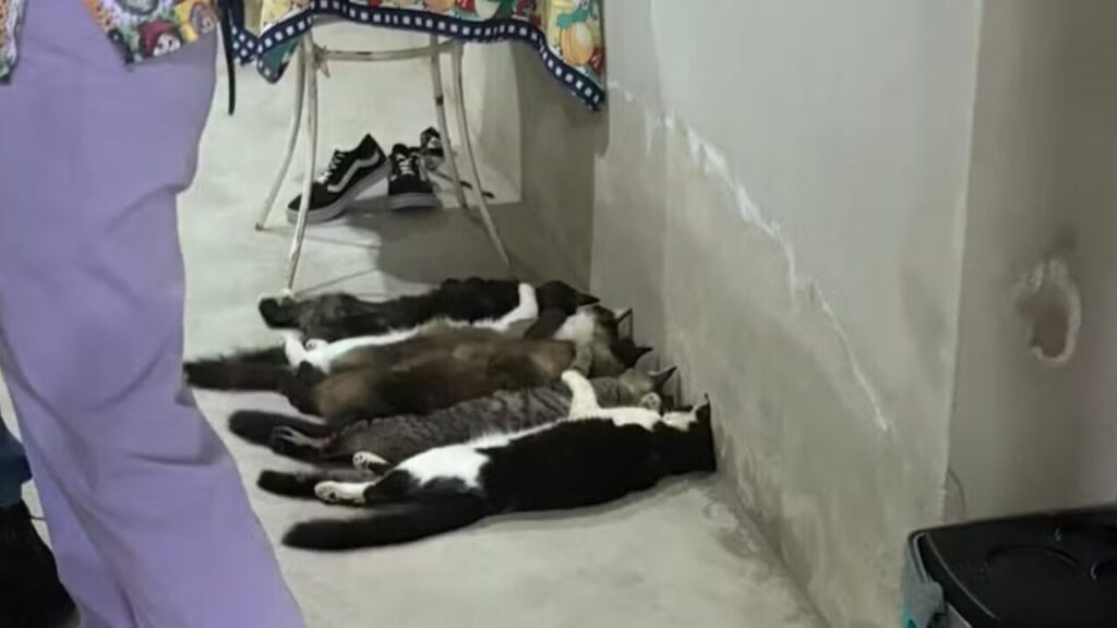 Veterinários viram réus por esquema de venda ilegal de sangue de gatos em SP