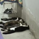 Veterinários viram réus por esquema de venda ilegal de sangue de gatos em SP