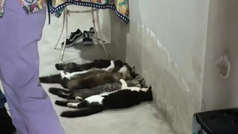 Veterinários viram réus por esquema de venda ilegal de sangue de gatos em SP