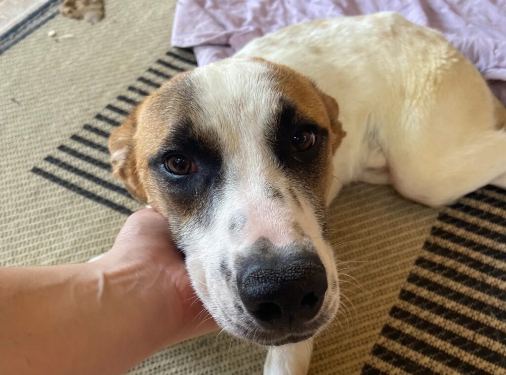 Cães que são exemplos de resiliência e superação