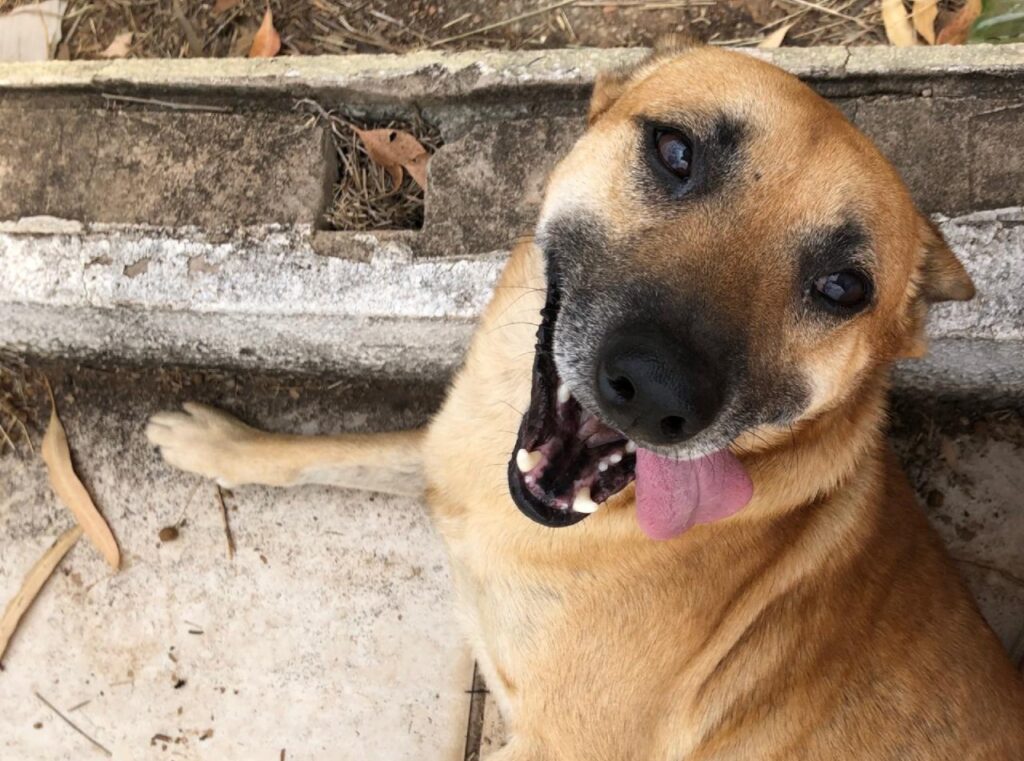 Dia do Vira-Lata: momento de celebrar a força, o amor e a lealdade dos sem raça definida