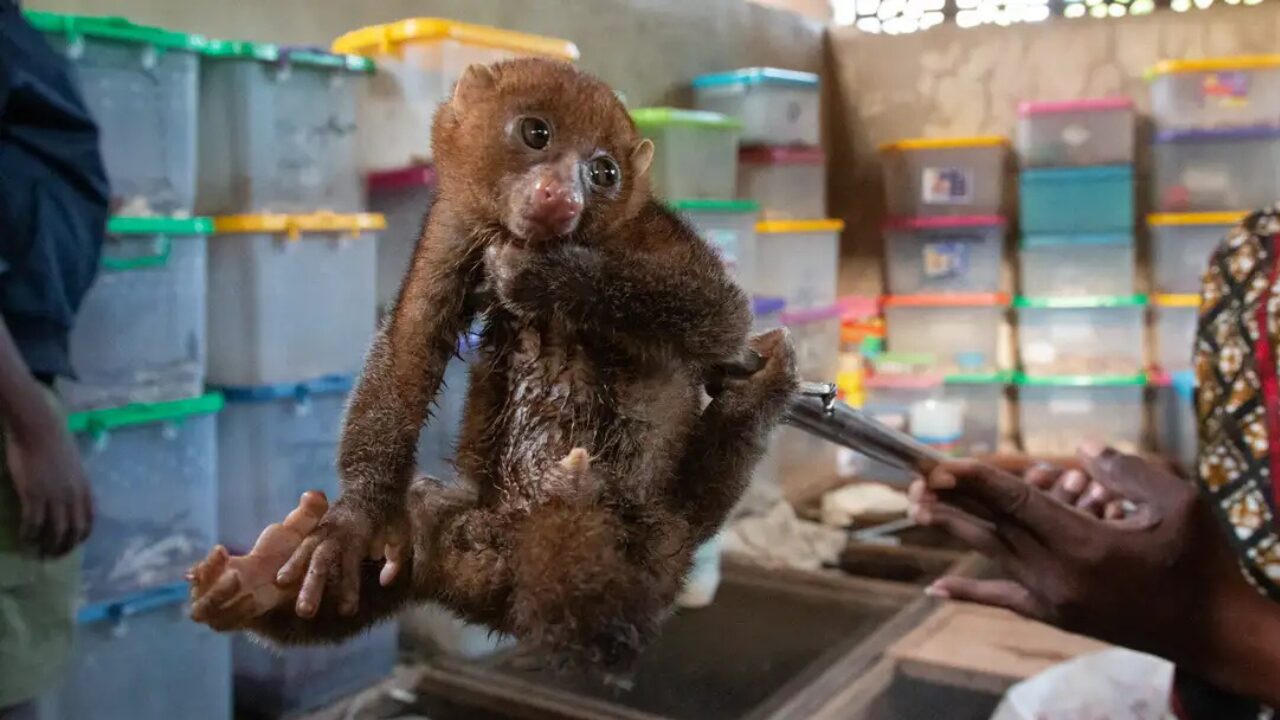 Vitrine do crime: tráfico de animais se expande pelas redes sociais e alcança milhares de espécies