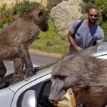 Vizinhos ou ameaça: o destino incerto dos babuínos urbanos na Cidade do Cabo