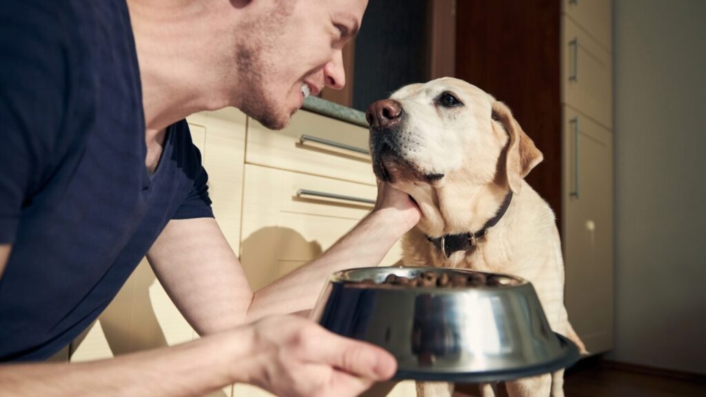 Você gasta mais na alimentação do seu cão do que na sua_ Pesquisa revela nova obsessão dos responsáveis
