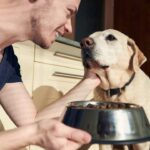 Você gasta mais na alimentação do seu cão do que na sua_ Pesquisa revela nova obsessão dos responsáveis