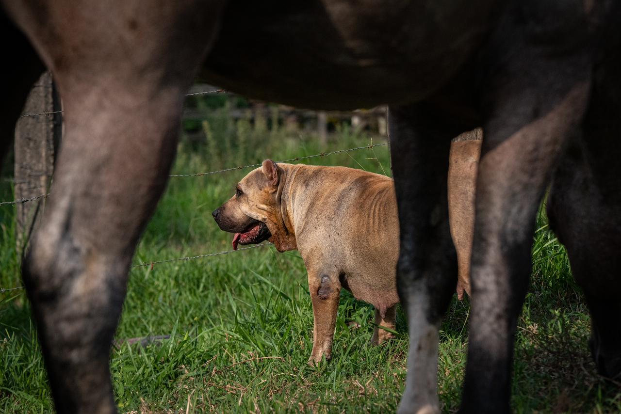 cães nas fazendas