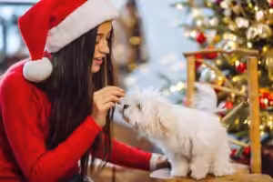 Saiba como manter o conforto e a segurança do seu pet nas festas de fim de ano