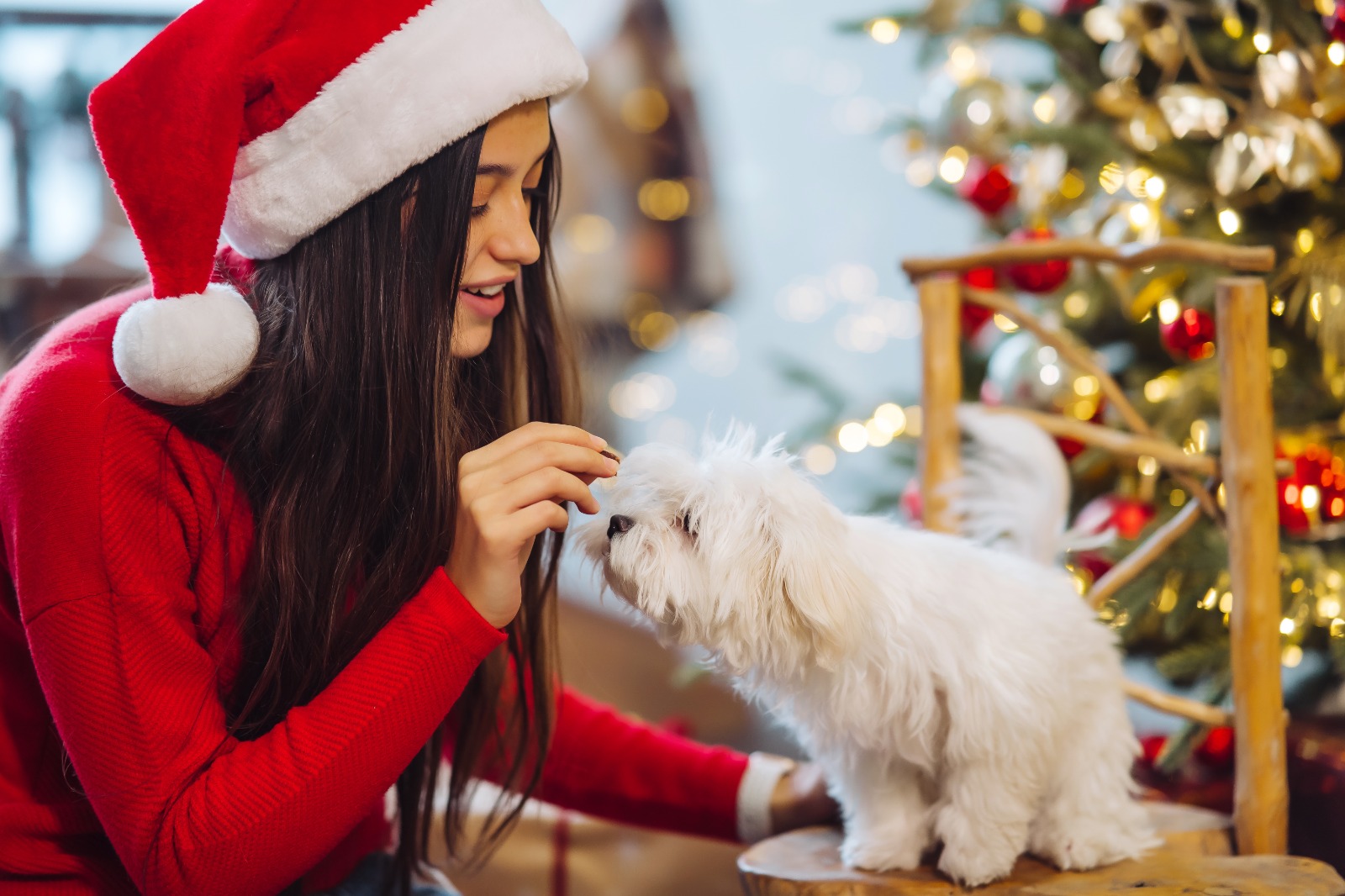 Saiba como manter o conforto e a segurança do seu pet nas festas de fim de ano