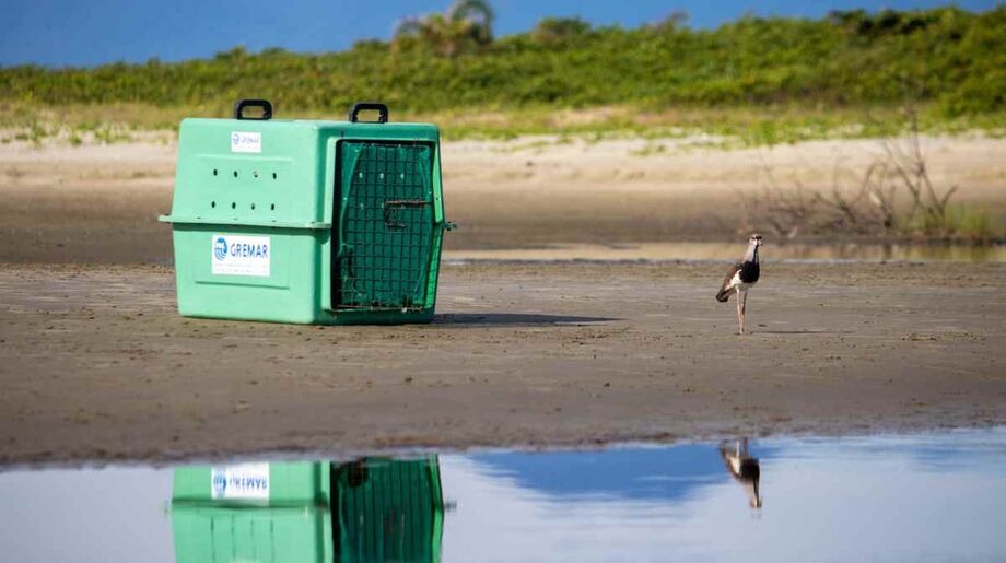 Crescem quase 50% o número de animais silvestres resgatados em cidade do litoral de SP