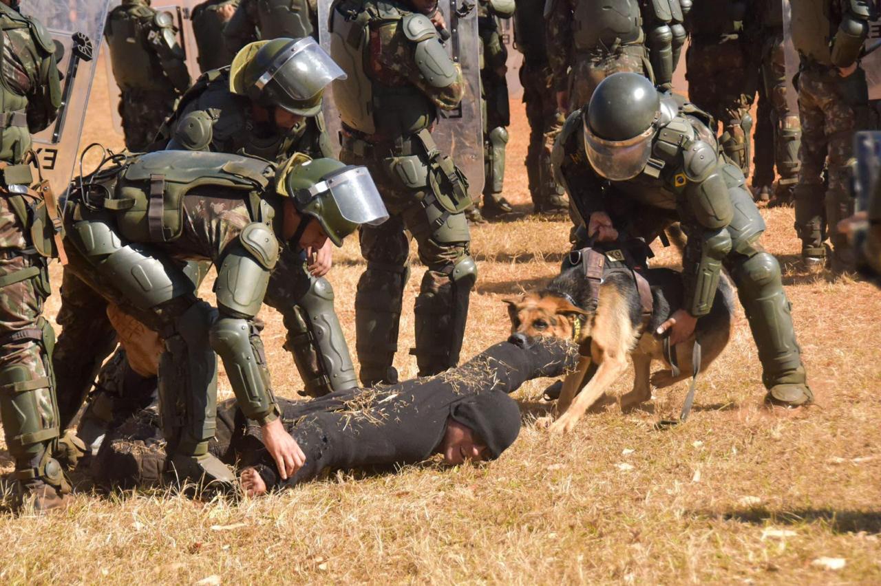 cães militares