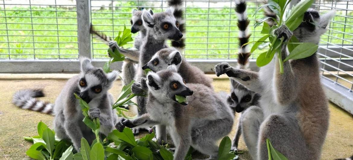 Iniciativa global combate redes criminosas de tráfico de animais