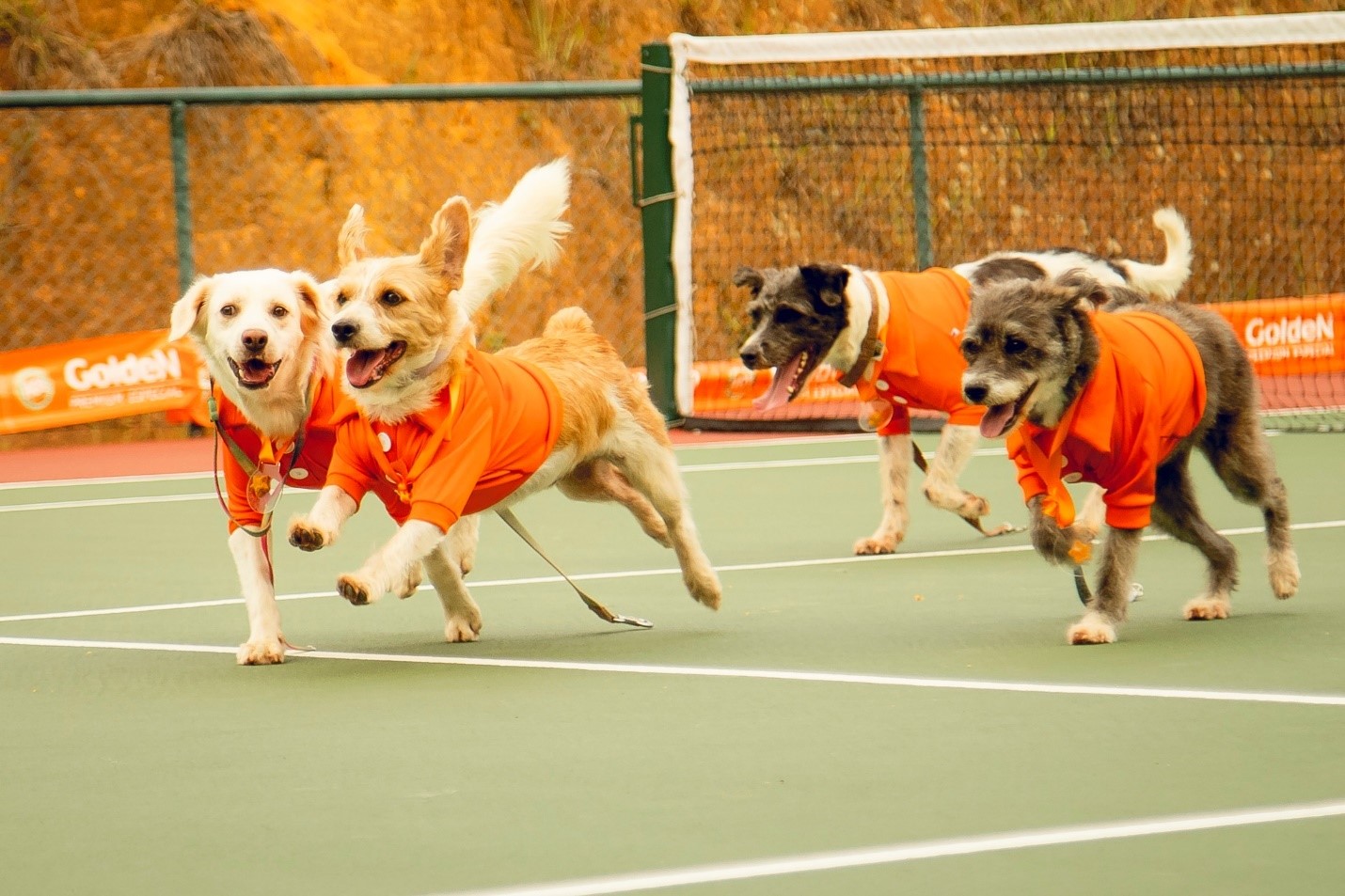 CãoDulas entram em quadra em ação de adoção responsável no Rio Open de 2025
