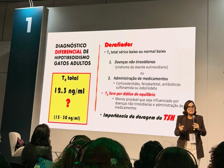 Hipotireoidismo felino ganha destaque no Animal Health 2026 com discussão sobre diagnóstico e manejo