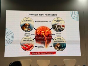 No Animal Health 2026, especialista destaca estratégias para prevenir dor persistente após cirurgias em cães e gatos