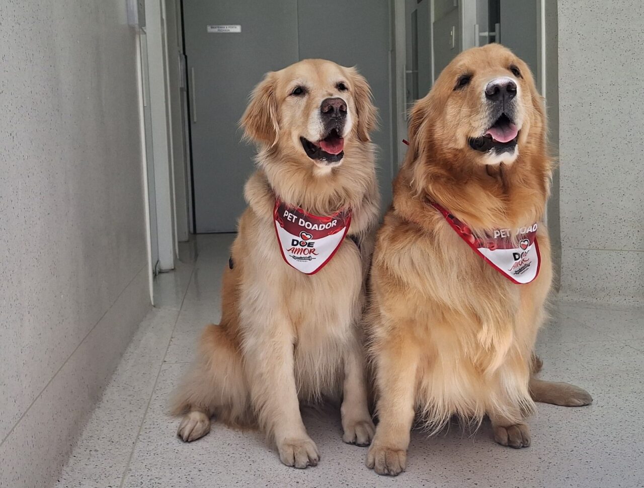 Grupo Pet Care promove campanha de doação de sangue para cães e gatos em São Paulo