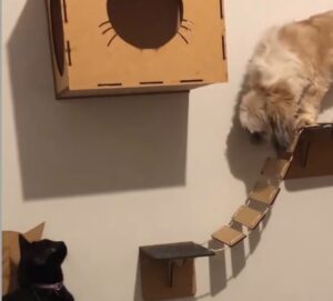 cão gato