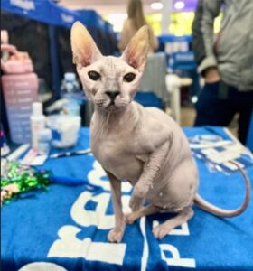 Don Sphynx