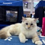 São Caetano do Sul sedia exposição internacional com quase 200 gatos de diversas raças