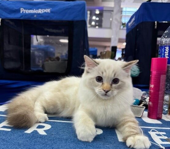 São Caetano do Sul sedia exposição internacional com quase 200 gatos de diversas raças