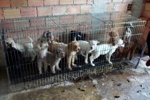 animais salvos