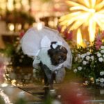 Mais do que adestramento: como o preparo comportamental permitiu que uma cadela de 8 anos levasse as alianças em um casamento