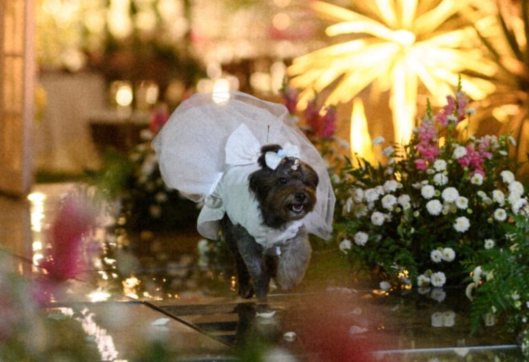 Mais do que adestramento: como o preparo comportamental permitiu que uma cadela de 8 anos levasse as alianças em um casamento