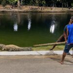 Trio é investigado após agredir jacaré 'Celso' com pauladas em parque de Mato Grosso