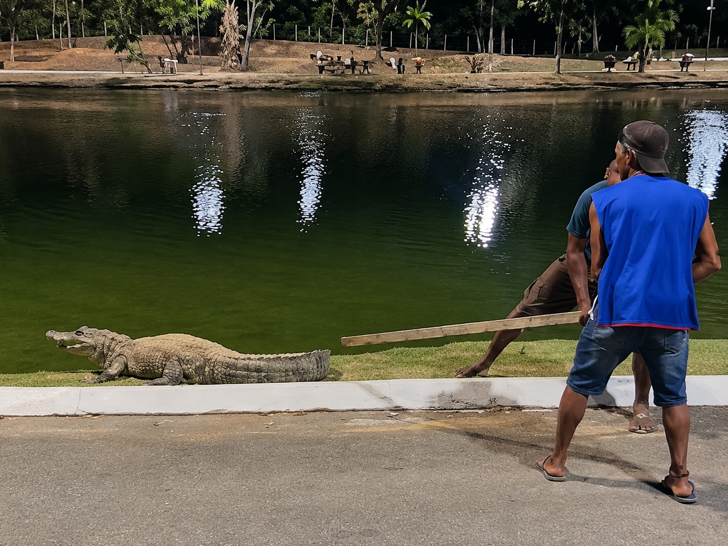 Trio é investigado após agredir jacaré ‘Celso’ com pauladas em parque de Mato Grosso