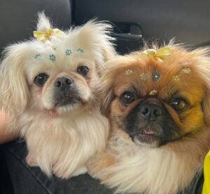 Cacau e Amora
