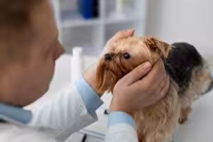 YORKSHIRE NO VETERINÁRIO