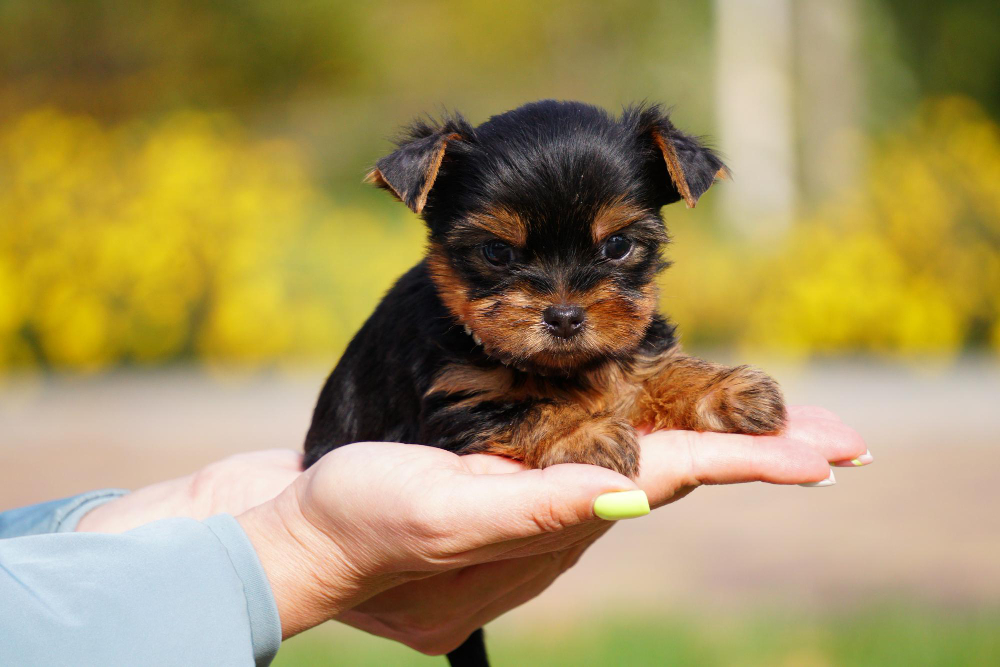 Venda de cães e gatos é proibida em Florianópolis com nova lei