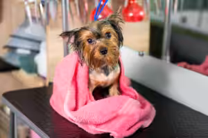 Yorkshire no pet shop