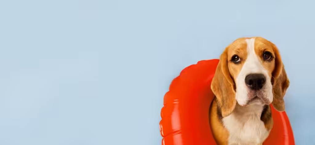 A beagle dog in an inflatable swimming circle