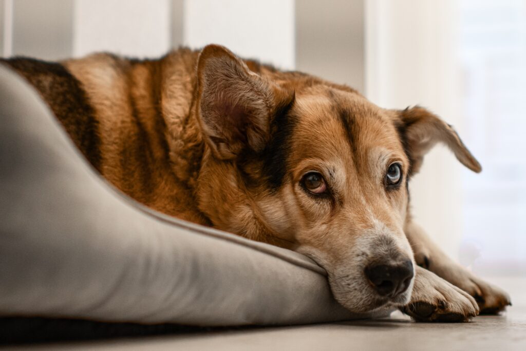 A dog with different colored eyes. Elderly animal.